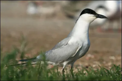 Je peux mesurer jusqu'à 38 cm de long. Qui suis-je ?