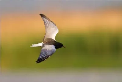 Je suis la plus petite guifette européenne. Qui suis-je ?
