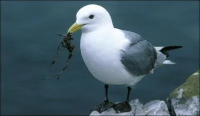 Je peux mesurer jusqu'à 40 cm de long. Qui suis-je ?