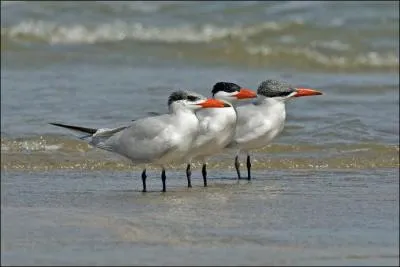 Je suis la plus grande sterne. Qui suis-je ?