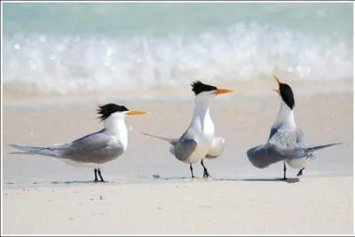 Mon envergure peut dépasser 1 mètre. Qui suis-je ?