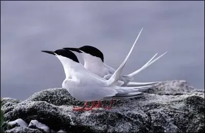 Je niche sur les îles et les côtes rocheuses. Qui suis-je ?