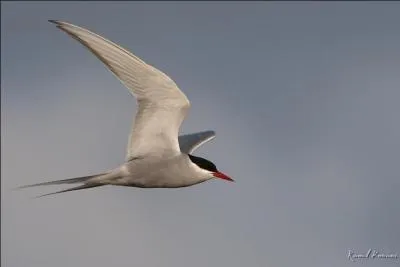 Je niche dans la toundra. Qui suis-je ?