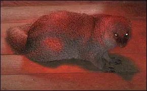 À quel ordre appartient la mangouste de Java ?