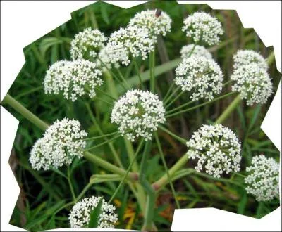 Retrouvez trois plantes destinées à la magie noire :