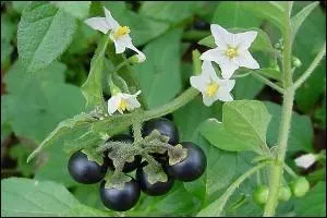 Ces trois plantes sont utilisées en magie noire, laquelle d'entre-elles est en photo ?