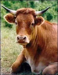 Le boeuf est le m&acirc;le de la vache.