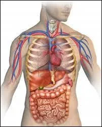 Quel organe peut provoquer des points de côté ?