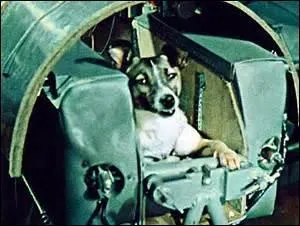 Cette chienne est célèbre pour être le premier chien à être envoyé dans l'espace. Comment s'appelle-t-elle ?