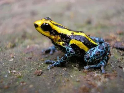 Allez ! Quelques dendros au passage ! Un petit mélange de dendrobates donne ... (attention, c'est une espèce à part entière)
