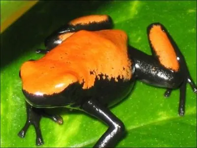 Elle vit au brésil, sur les rives de l'Amazone. Avec une taille moyenne de 35-40 mm c'est la dendrobate...