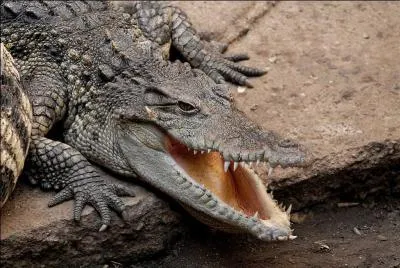 Attention crocodiliens ! Etant l'un des rares crocodiliens de Chine, je suis le ...