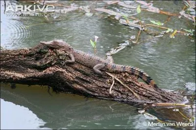 Je vis dans une région où les typhons font rage et je suis plutôt rare, je suis le ...