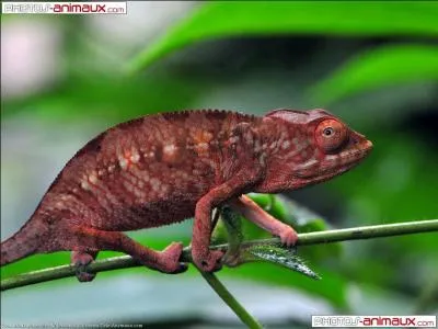 Et pour finir des sauriens ! Je suis un reptile insectivore et j'évolue très lentement dans la canopée. Je suis la proie des singes et serpents. Mais j'ai un atout majeur pour compenser mon manque de vitesse. Qui suis-je ?