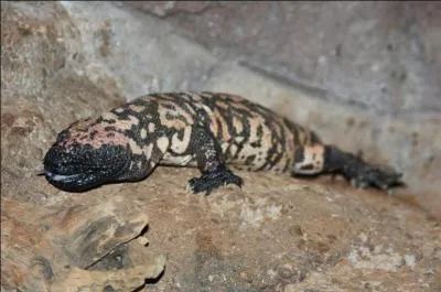 Je suis l'un des rares lézards a avoir un morsure venimeuse. Les humains peuvent me détenir grâce à la détention d'un CDC (certificat de capacité)