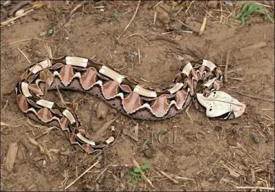 Ce serpent est le roi du camouflage, il peut patienter des jours en quête de nourriture. Son venin est hémotoxique.