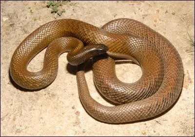 Ce serpent australien, guère agressif de nature est le serpent le plus venimeux du monde.