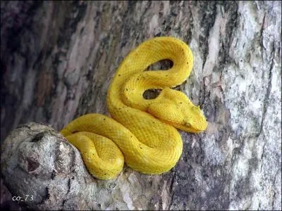 Ce petit serpent qui ne mesure guère plus de 75 cm évolue discrètement dans la canopée amazonienne. Lequel est-ce ?