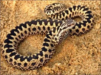 Cette petite vipère aux motifs sombres que l'on peut trouver en france est une ...