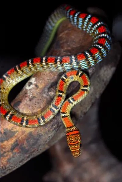 Les serpents de cette espèce ont un don inoui, ils peuvent planer de branche en branche, on les appelle "serpents volants". Il s'agit de la sous-espèce la plus colorée.