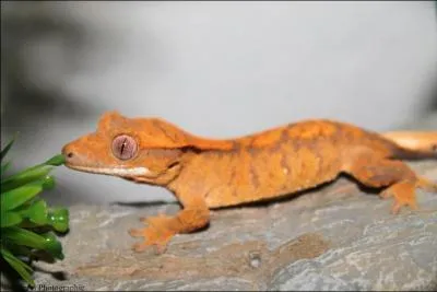 Attention ! Deux réponses possible ! Petit lézard qui vit dans la forêt tropicale de l'Amazonie et fait partie des N.A.C :