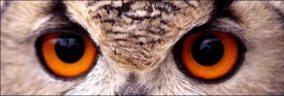 Tellement facile que je ne vous dirai rien de plus sur cette chanson de Léo Ferré !