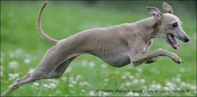 Quelle est cette race de chien ?