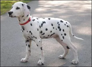 Quelle est cette race de chien ?