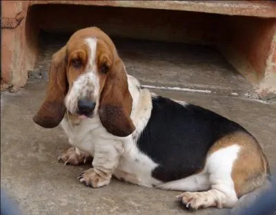 Quelle est cette race de chien ?