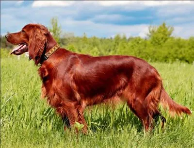 Quelle est cette race de chien ?