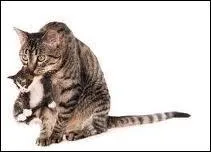 Que peut bien être un porte-minet ?