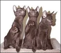 Encore une charade.
Mon premier est une interjection/ Mon deuxième sert dans les écluses/ Mon troisième est une interjection/ Mon quatrième sert à transporter l'eau/ Mon tout est une race de chats originaire du Siam. Je vous laisse deviner.