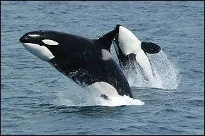 Quel est cet animal ?