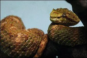 Quel est cet animal ?