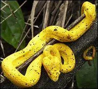 Quel est cet animal ?