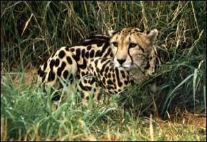 Combien y a-t-il de sous-espèces de guépards ?