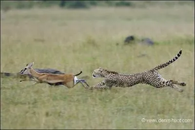 Combien de viande mange-t-il par jour en moyenne ?