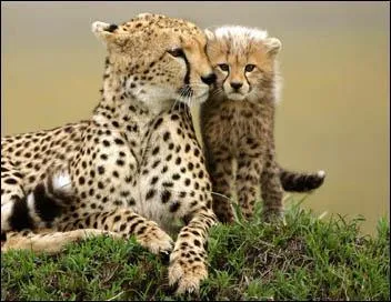 Qui a découvert cette espèce ?