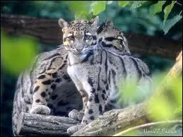 On retrouve la panthère nébuleuse dans l'Himalaya.