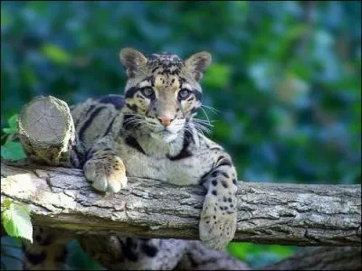 En moyenne, ce félin mesure 1, 10 m.