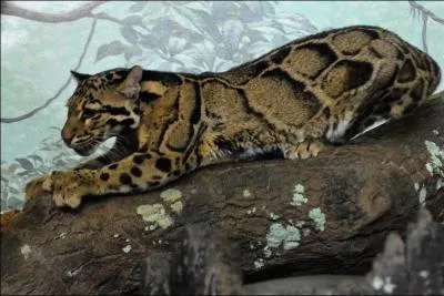 Il marque son territoire en griffant les arbres.