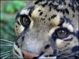 La panthère nébuleuse peut vivre 11 ans.