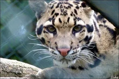 C'est Wilfred Eade Agar qui a découvert cette espèce.