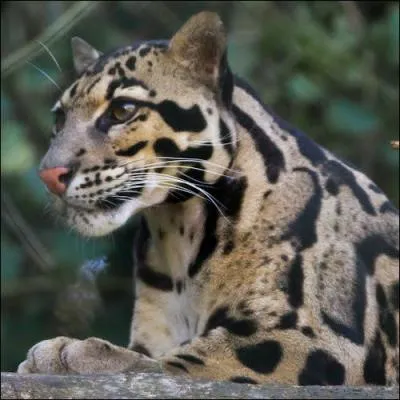 Elle est capable de rugir.