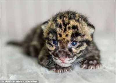 Elle habite dans les forêts tropicales.