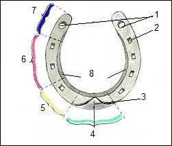 Où se situe la branche externe du fer ?