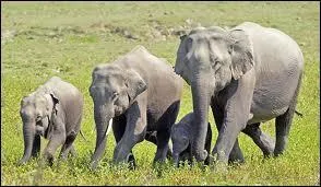 Comment dit-on éléphant d'Asie en Vietnamien ?