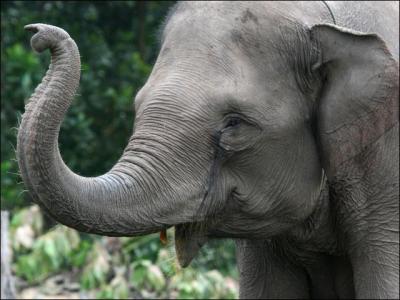 Combien mesure un éléphant mâle en hauteur ?