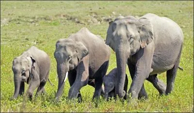 Comment est placé son statut de conversation UICN ?