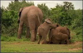 Combien pèse l'éléphant d'Asie ?